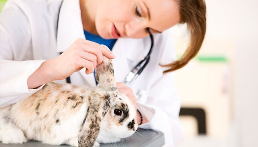 rabbit vets