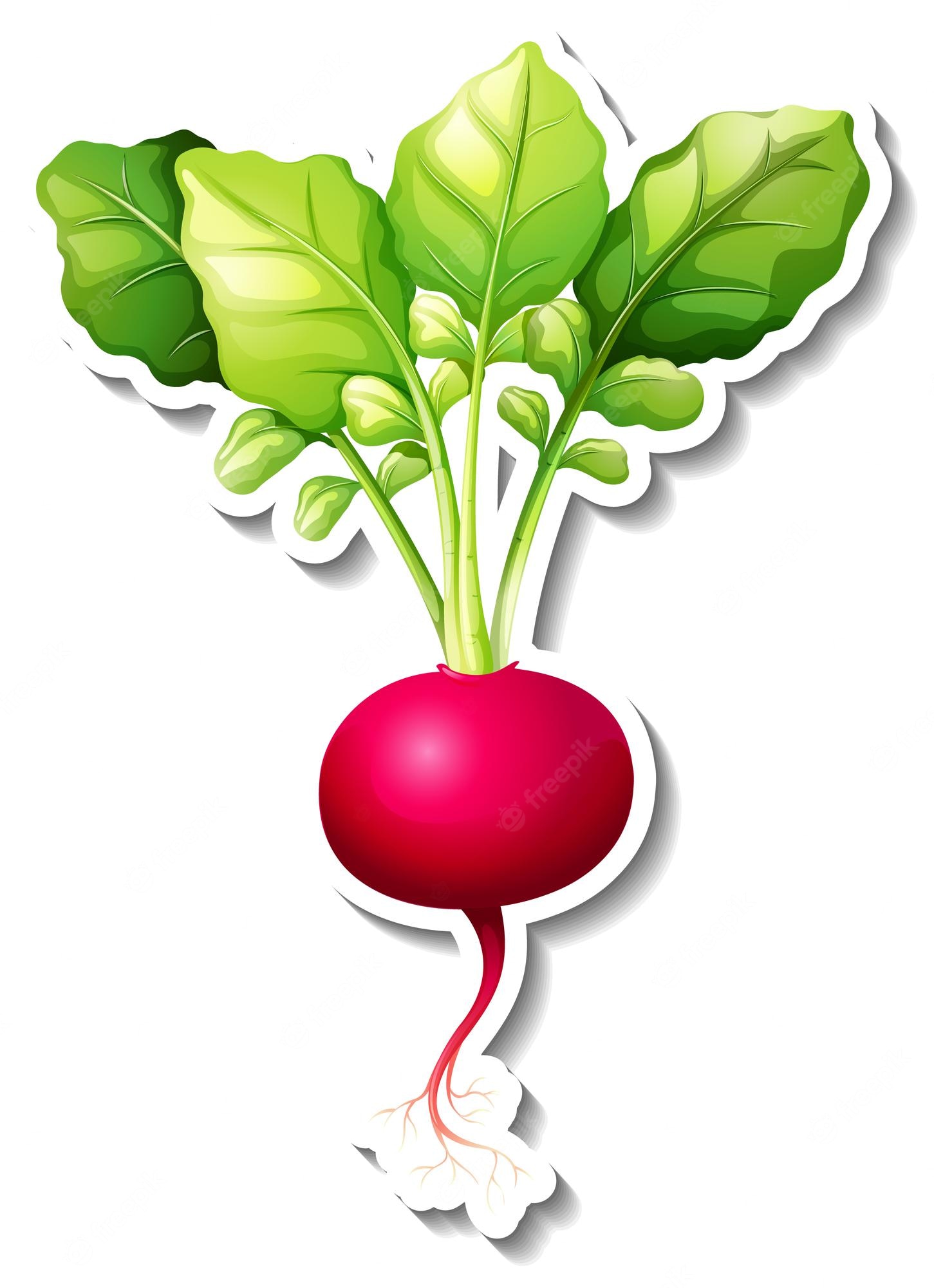 18,800+ Radish Illustrations, Royalty-Free Vector Graphics & Clip ...