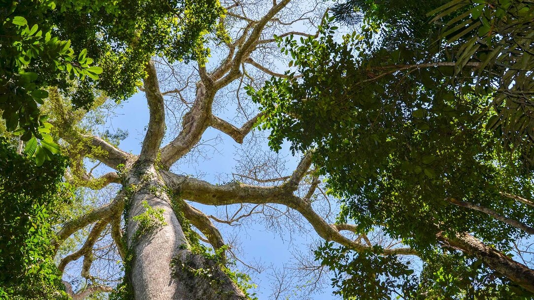 rainforest habitats