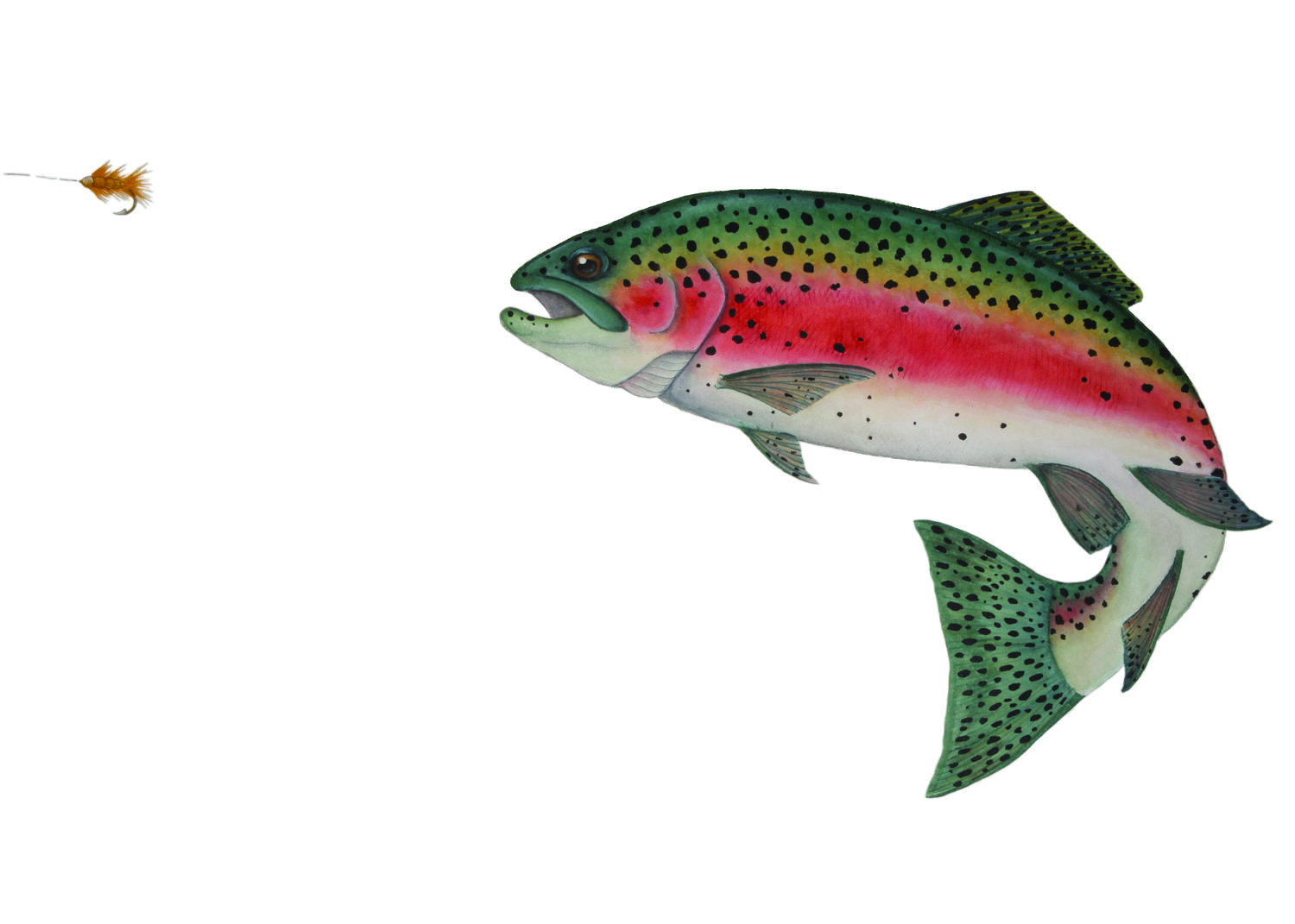 Rainbow Trout - Clip Art Library