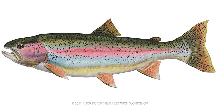 Rainbow Trout Fish Black And White Illustration Stock Illustration 