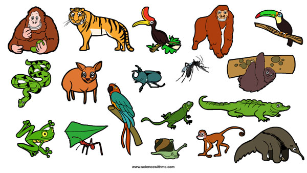 rainforest habitats