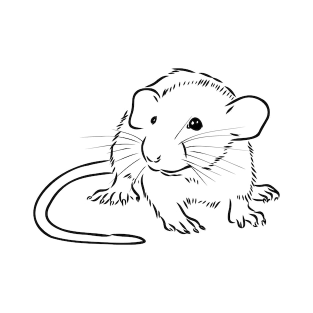rat black and white