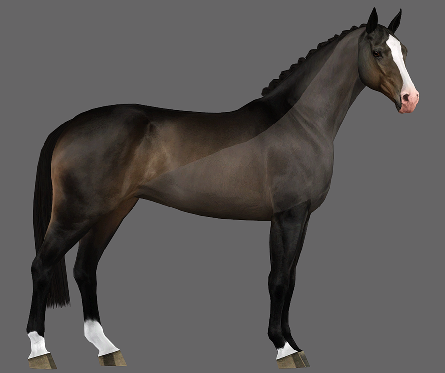 Dark bay horse with white facial blaze and sock markings, standing in profile against gray background.