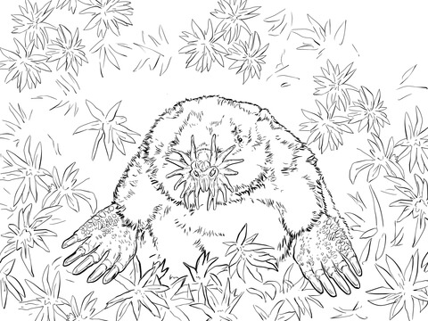 Star-Nosed Mole Coloring Page - Free Printable Wildlife Illustration