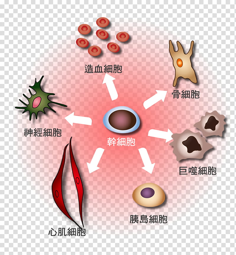 Diagram showing stem cell differentiation into various cell types including blood, bone, nerve, heart, pancreatic, and macrophage cells.