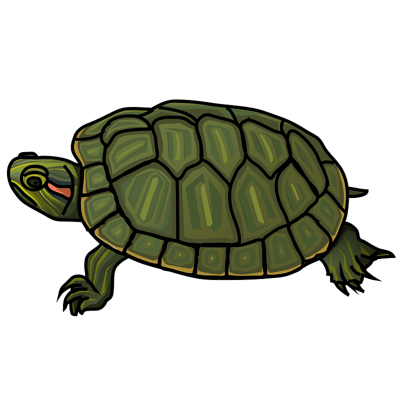 Green turtle with patterned shell and striped head, illustrated in cartoon style against teal background.