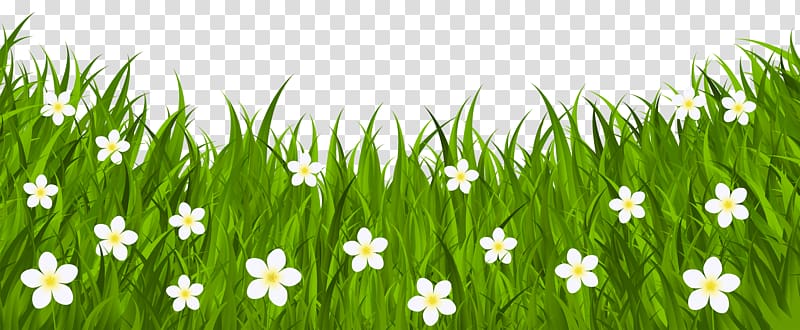Lush green grass with scattered white five-petaled flowers on transparent background.