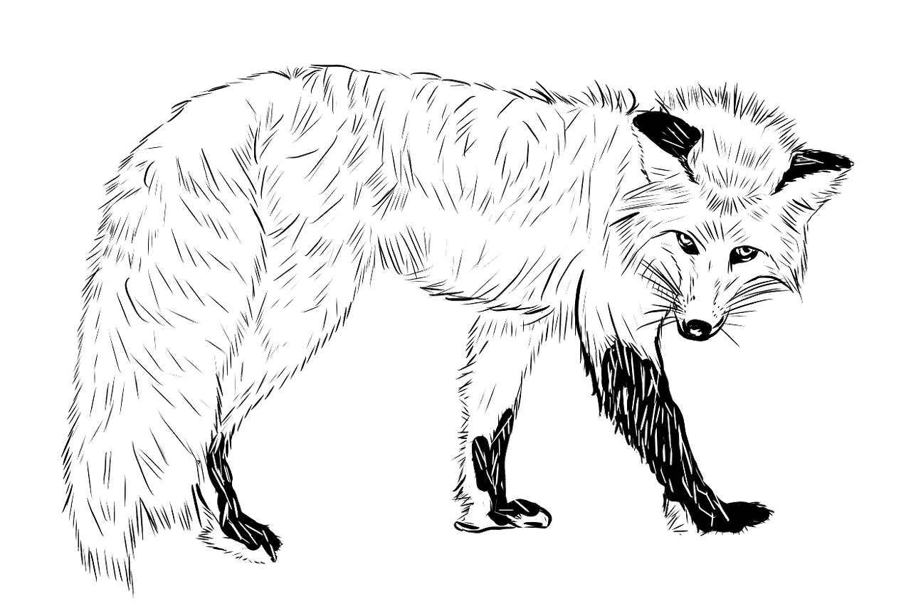 Fox Clipart Black And White