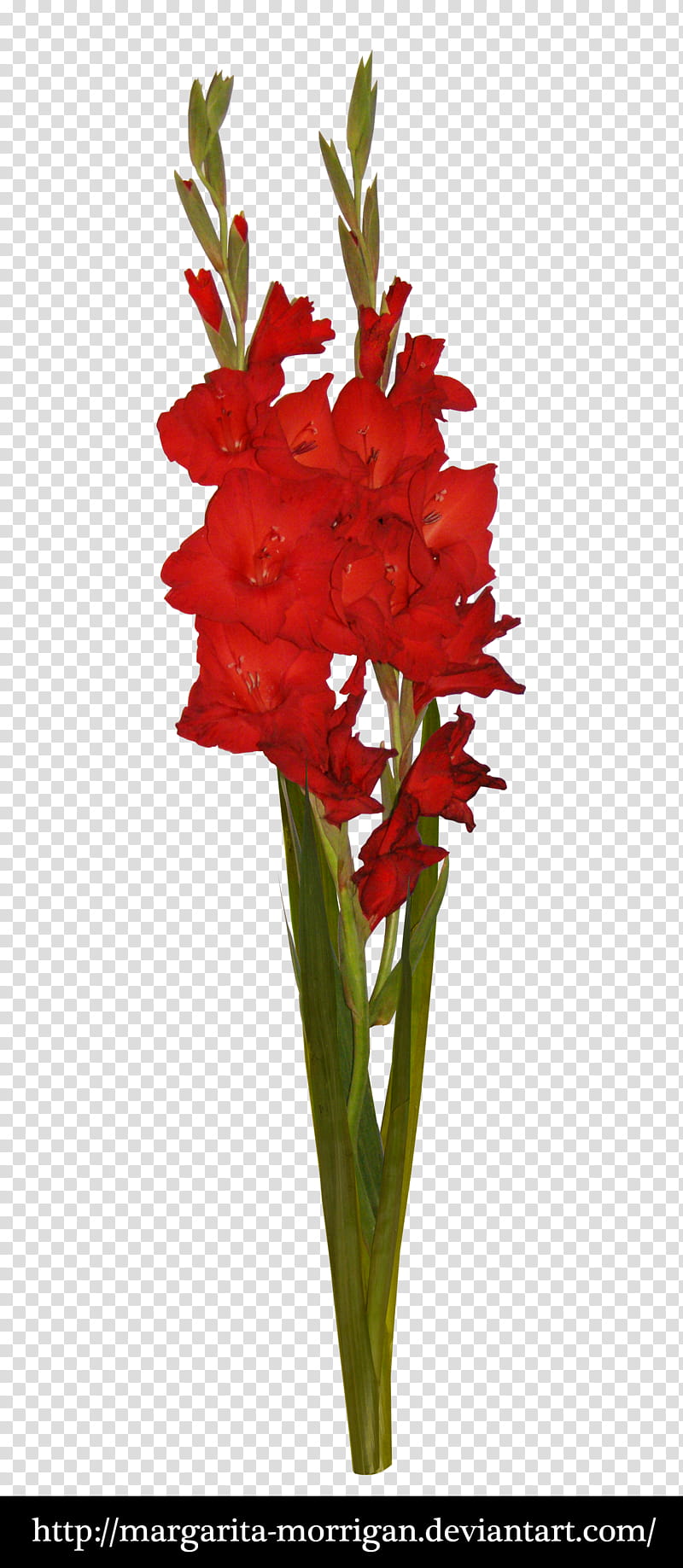 Vibrant red gladiolus flower stalk with multiple blooms and green leaves against transparent background.