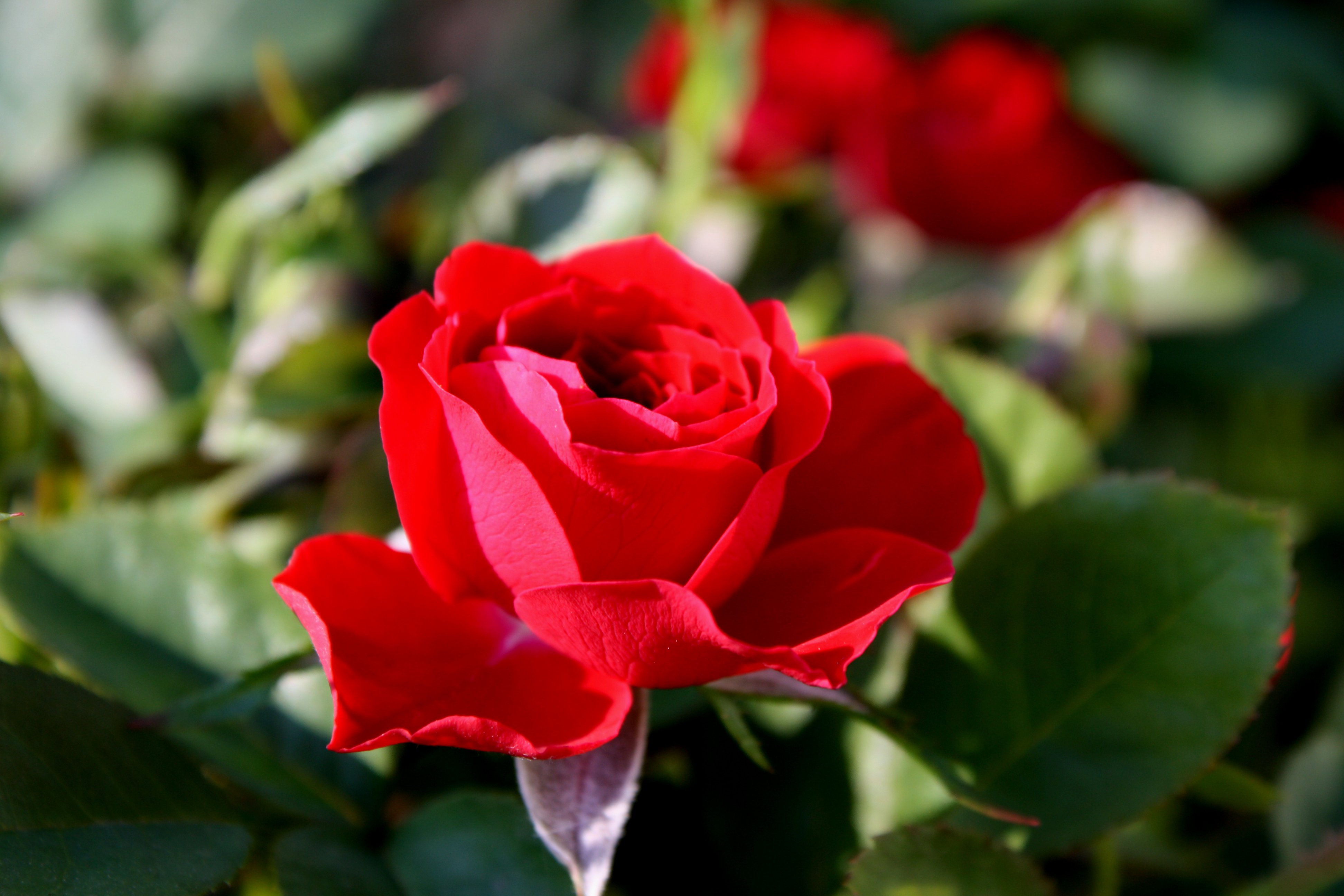 Vibrant red rose in full bloom with lush green leaves, shallow depth of field highlighting petal texture and sunlight.
