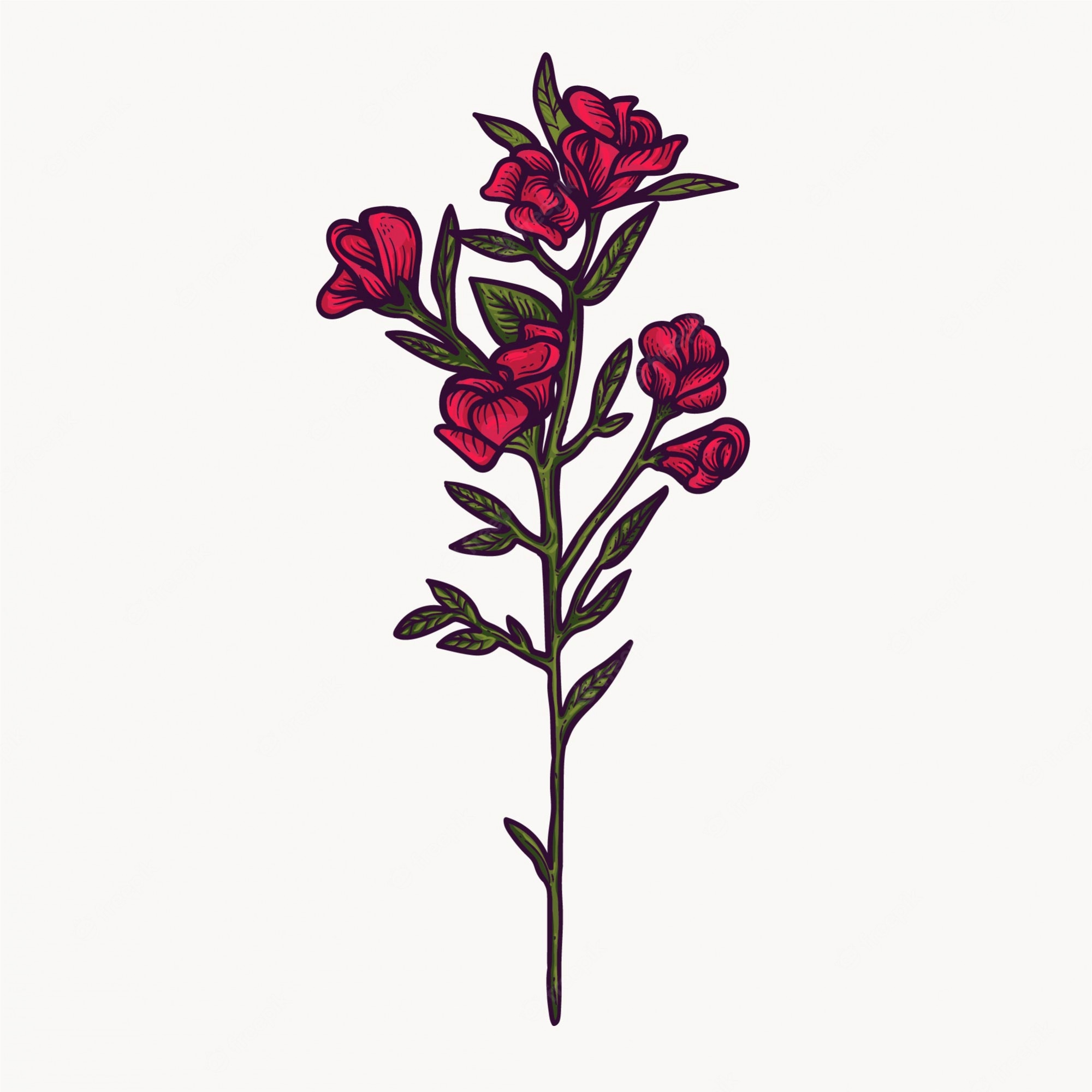 Sweet Peas - Sweet Pea - Free Transparent PNG Clipart Images Download ...