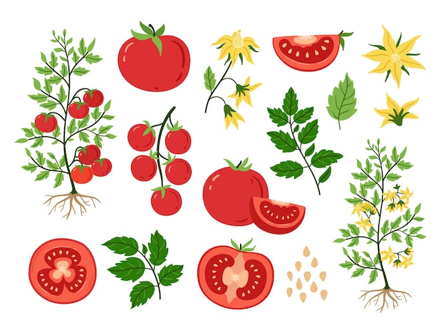 Tomato Plant Life Cycle - From Seed to Harvest | Botanical Guide