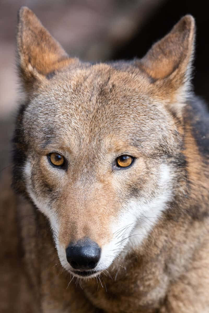 Dog Red wolf Gray wolf Furry fandom, Dog, mammal, animals - Clip Art ...