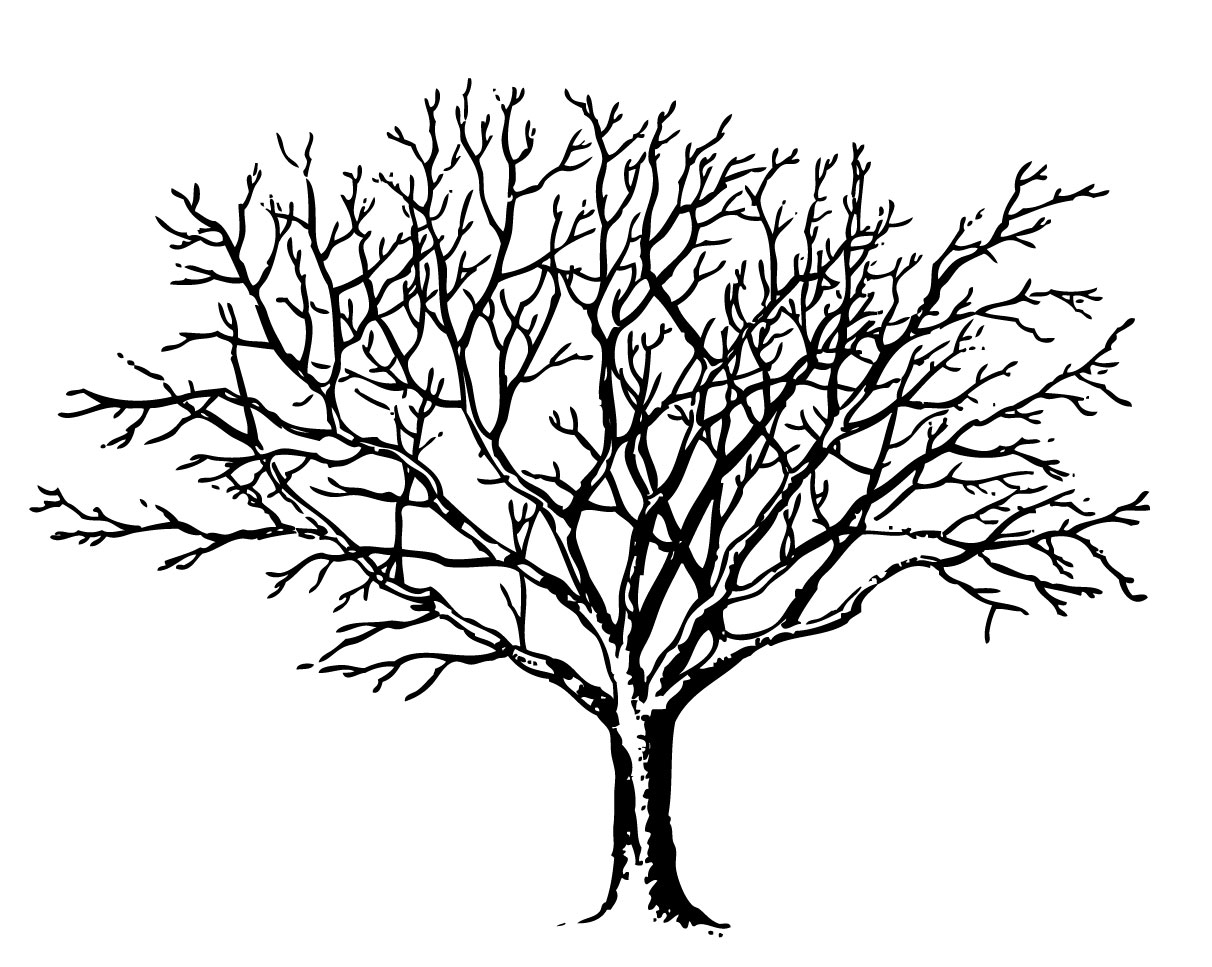 Black-and-white line drawing of a leafless deciduous tree with intricate branching structure against white background.