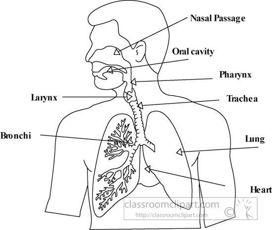 Respiratory System Stock Illustrations, Royalty-Free Vector - Clip Art ...