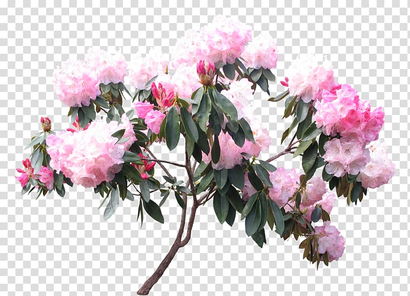 Pink rhododendron blossoms with lush green leaves on a woody branch, isolated on transparent background.