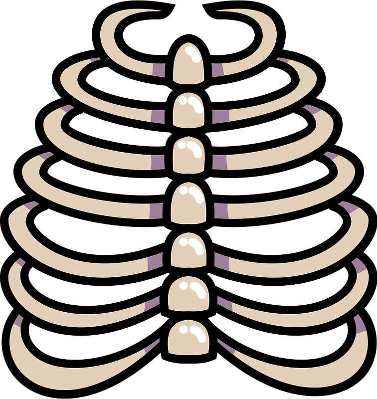 Human Ribcage Anatomy Diagram - Educational Medical Illustration