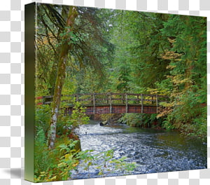 Wooden footbridge over a rushing forest stream surrounded by lush green and autumn-hued trees.