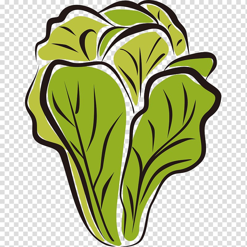 Stylized illustration of fresh green lettuce with bold black outlines and layered leaves.