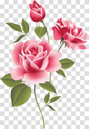 Delicate pink roses with green leaves on transparent background, ideal for floral designs and greeting cards.