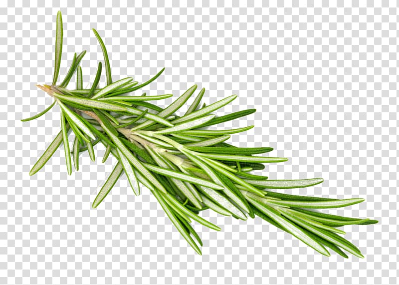 Fresh sprig of rosemary with vibrant green needle-like leaves on a transparent background.