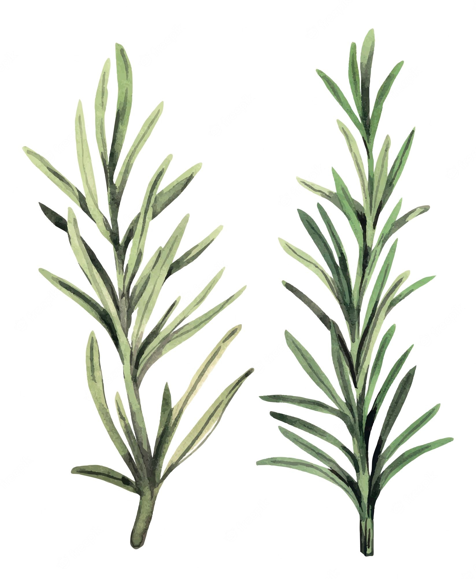 Watercolor illustration of two rosemary sprigs with needle-like green leaves on white background.