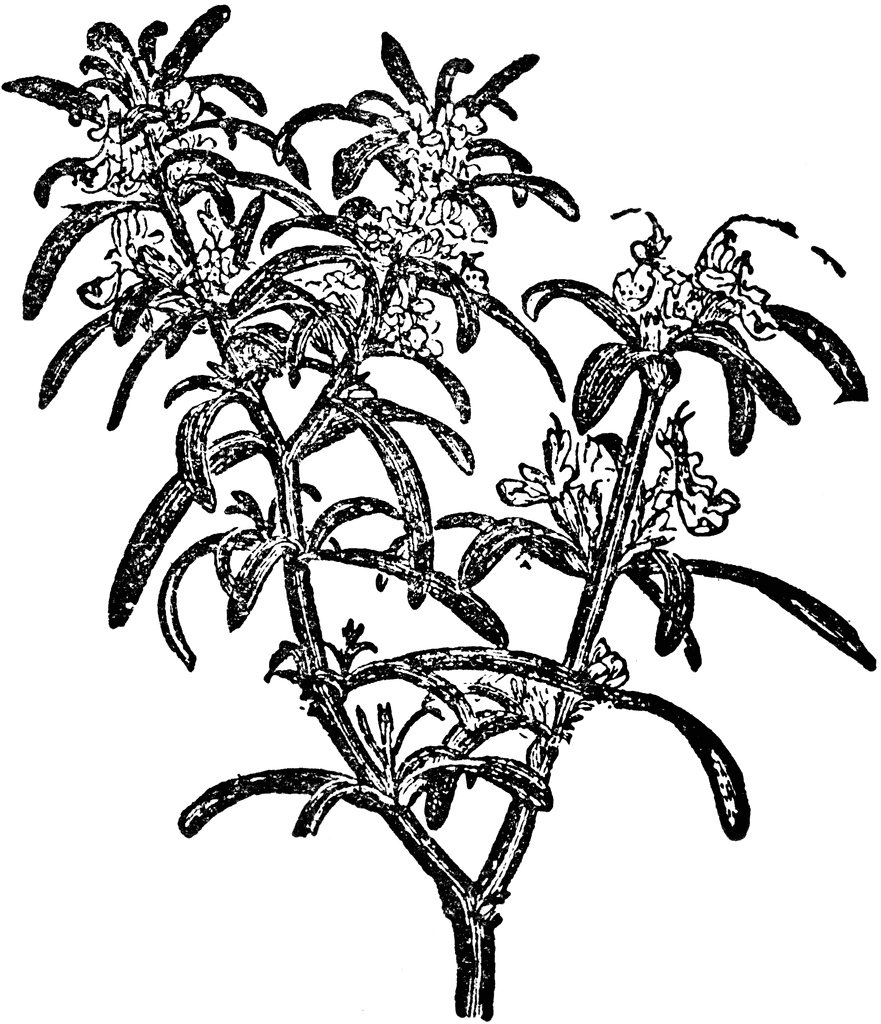 Black-and-white botanical illustration of a flowering herb with elongated leaves and clustered blooms.