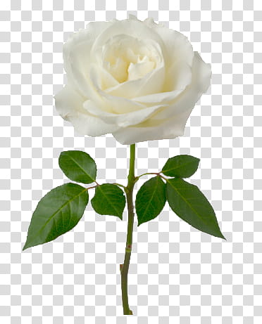 A pristine white rose with lush green leaves on a transparent background, fully bloomed and delicately layered.
