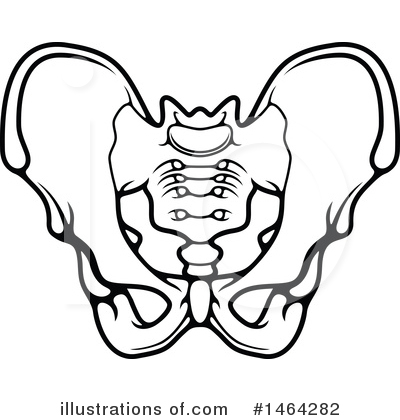 Black-and-white line illustration of the human pelvic girdle and sacrum, viewed anteriorly.