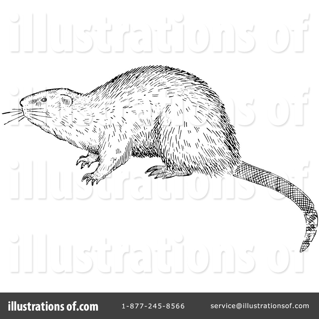 Black-and-white line illustration of a rodent, likely a muskrat or nutria, in side profile with textured fur and long tail.