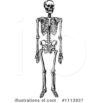 Black-and-white anatomical illustration of a full human skeleton standing upright, detailed ribcage, pelvis, and limb bones.