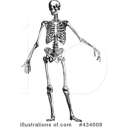 Black-and-white anatomical illustration of a full human skeleton in standing pose, detailed bones and joints visible.
