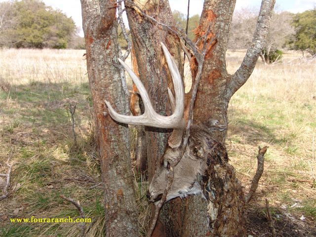 Deer antler Black and White Stock Photos & Images - Alamy