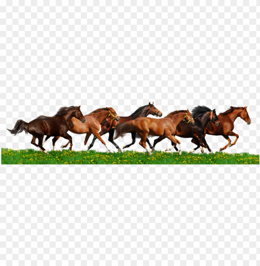 running horse clipart