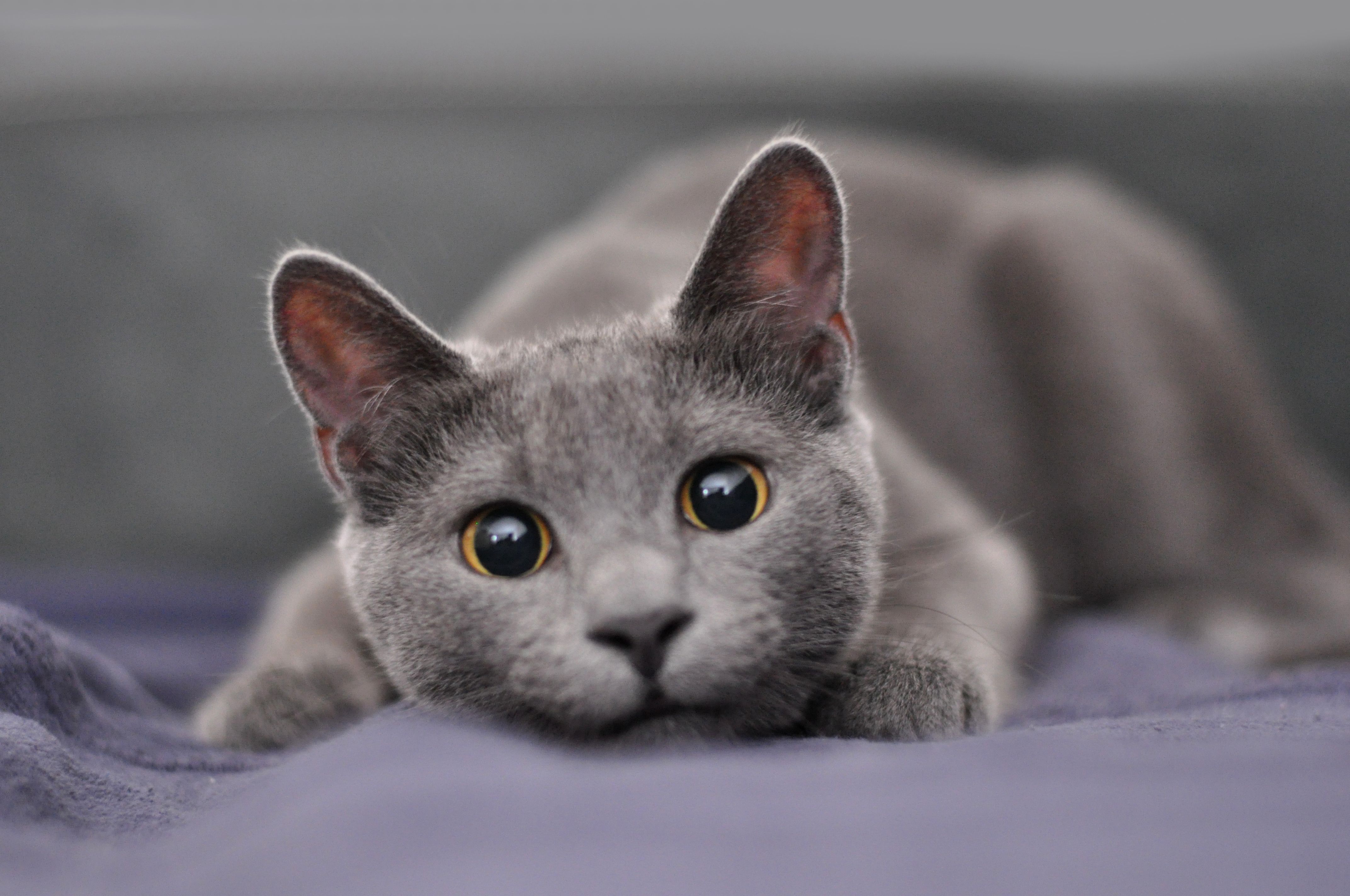 Порода серой кошки с серыми глазами. Серая кошка порода Корат. Корат порода кошек. Картезианская кошка голубая. Корат vs русская голубая.