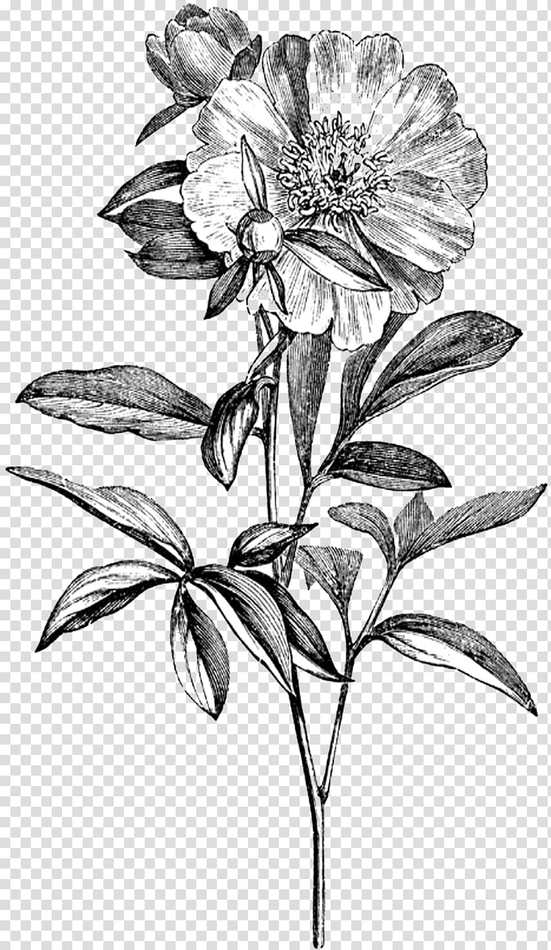Black-and-white botanical illustration of a peony flower with buds and leaves, detailed line art style.