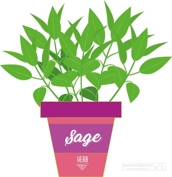 Potted sage herb with green leaves in a purple and pink labeled container.