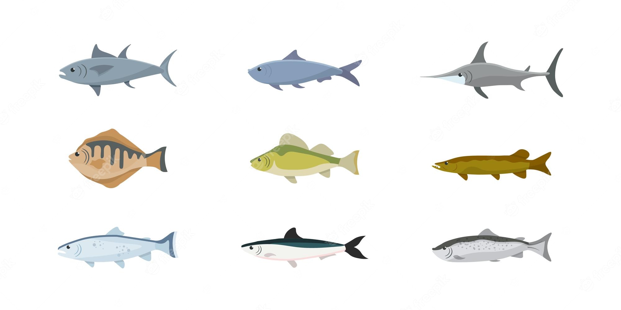anchovy-clip-art-vector-and-illustration-1-241-anchovy-clipart-clip