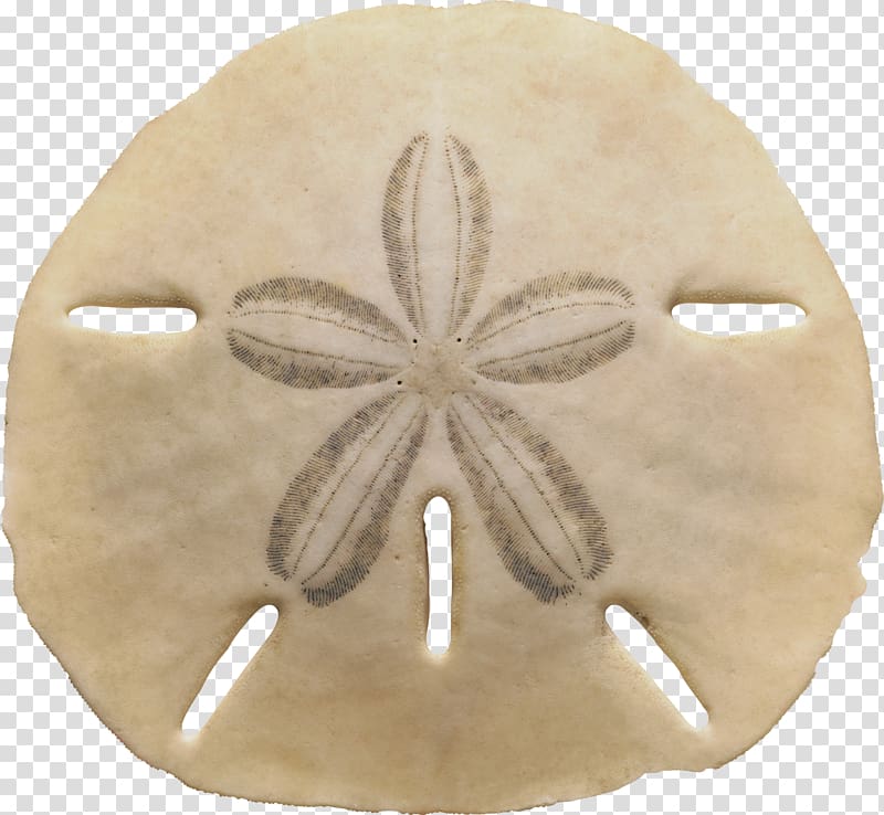 A beige sand dollar with a five-petaled flower pattern and five petal-shaped perforations around the edge.