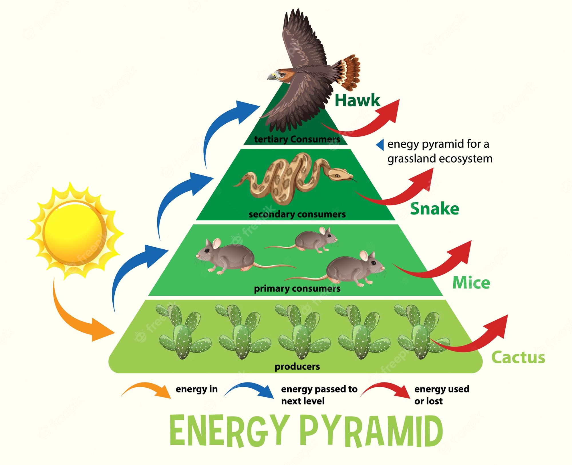 Food Web Ecological Pyramid Food Chain Ecosystem Ecology Food Clip 