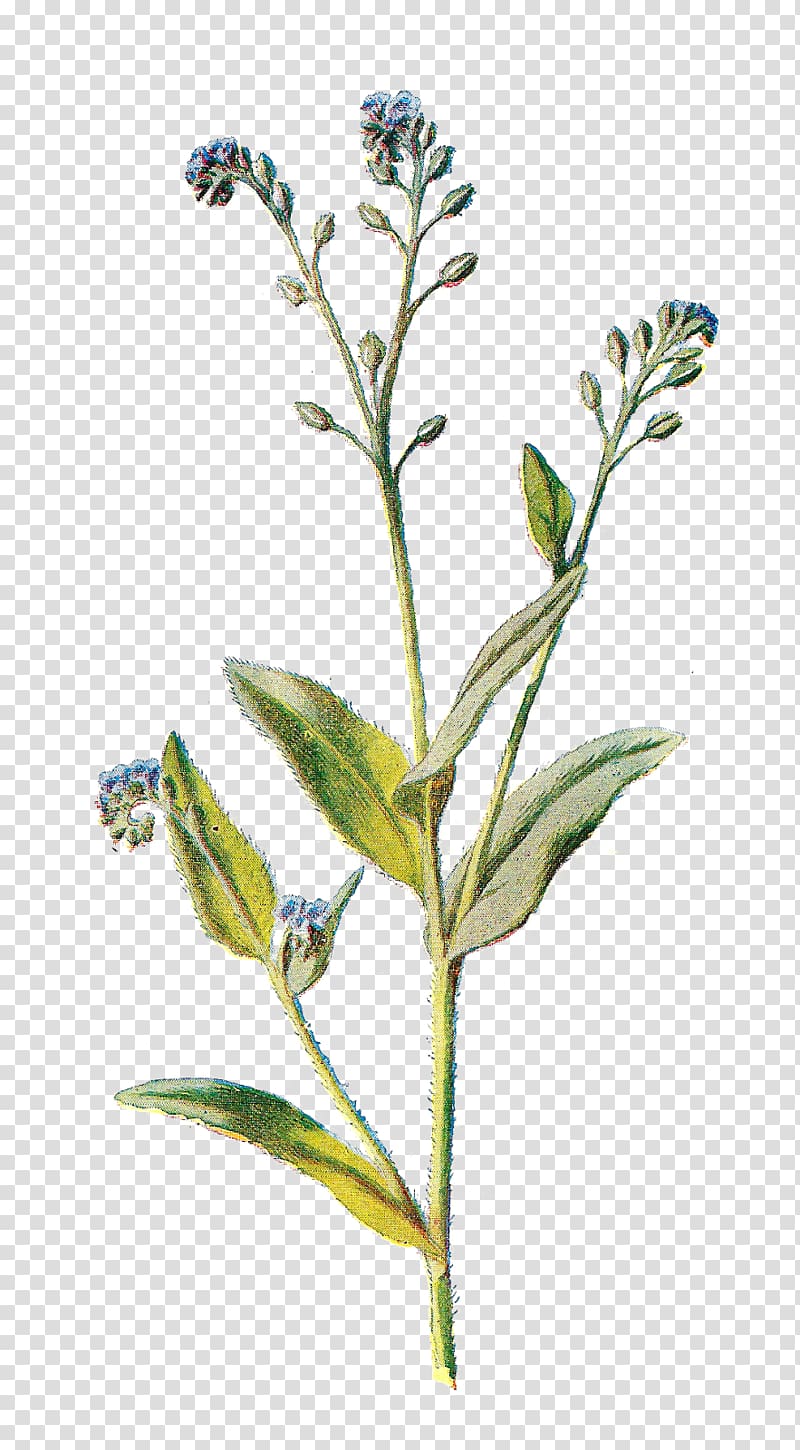 Botanical illustration of a flowering plant with blue blossoms, green leaves, and hairy stems on transparent background.