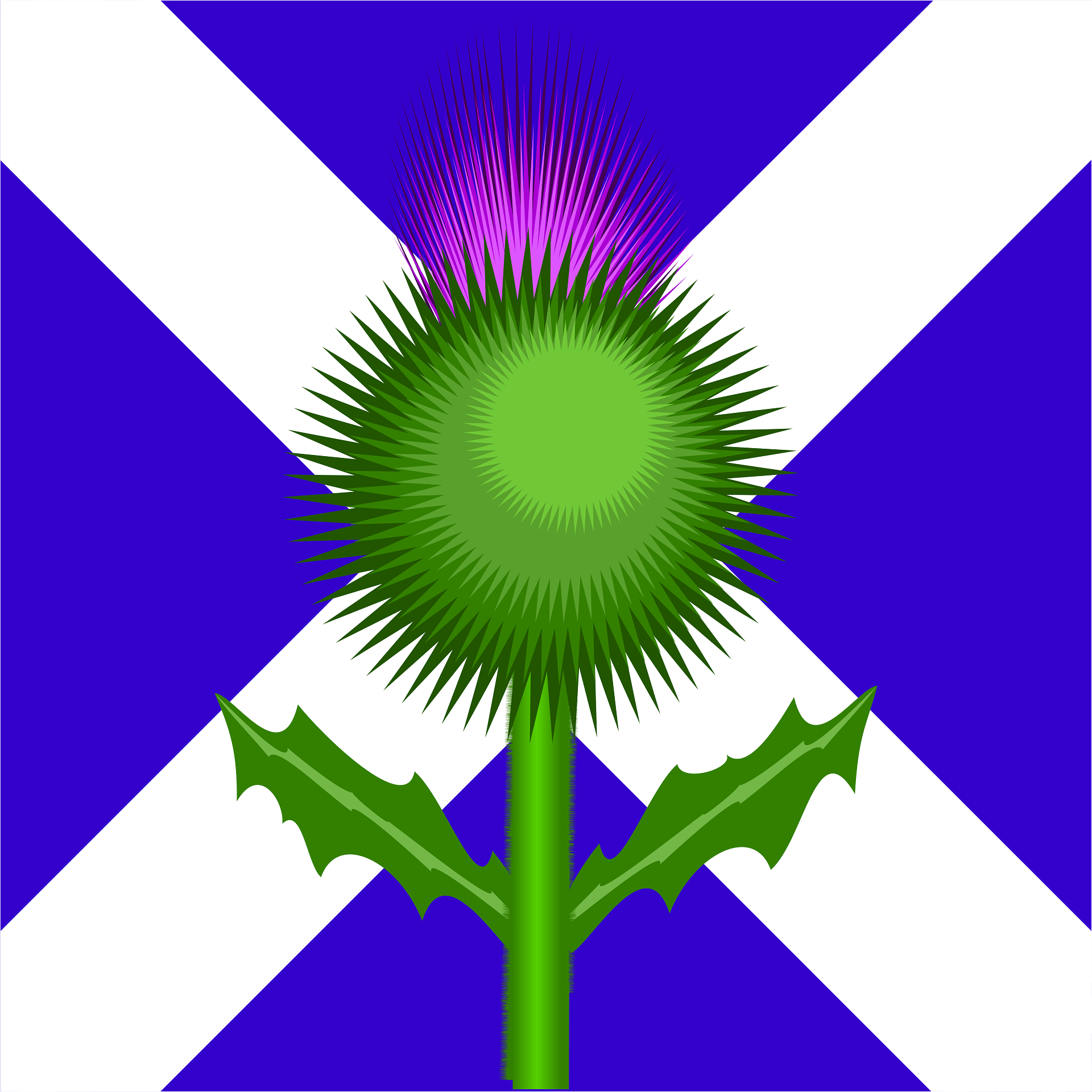 Чертополох символ Шотландии. Цветок чертополоха символ Шотландии. Шотландия флаг с чертополохом. Чертополох растение Шотландии.