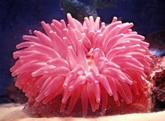 Vibrant pink sea anemone with delicate, translucent tentacles extended in clear ocean water.