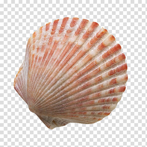 Scallops Shell Close-Up | Marine Biology & Coastal Decor Resource
