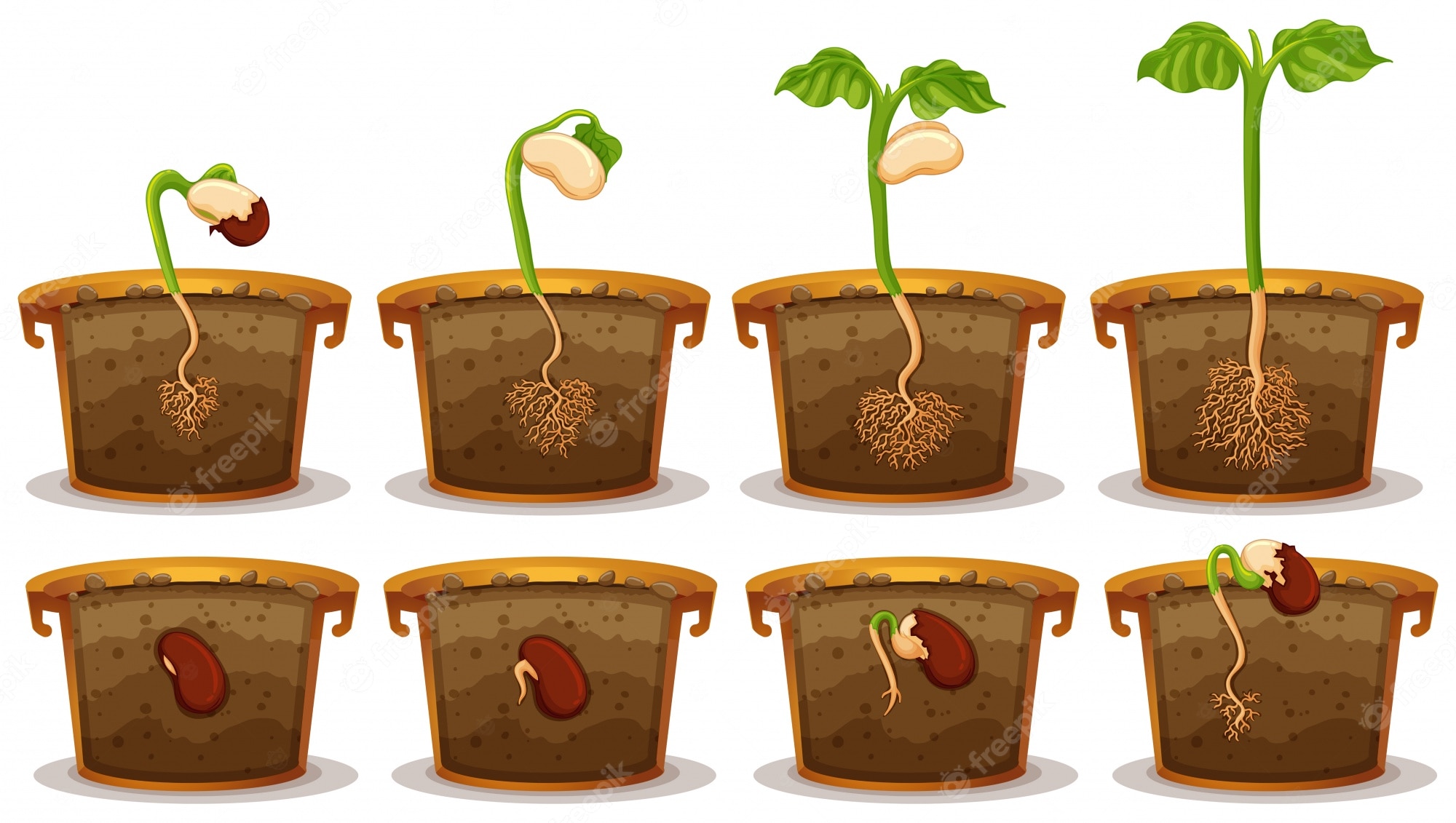 Bean Seed Germination Stages Visual Guide To Plant Growth 3598912 