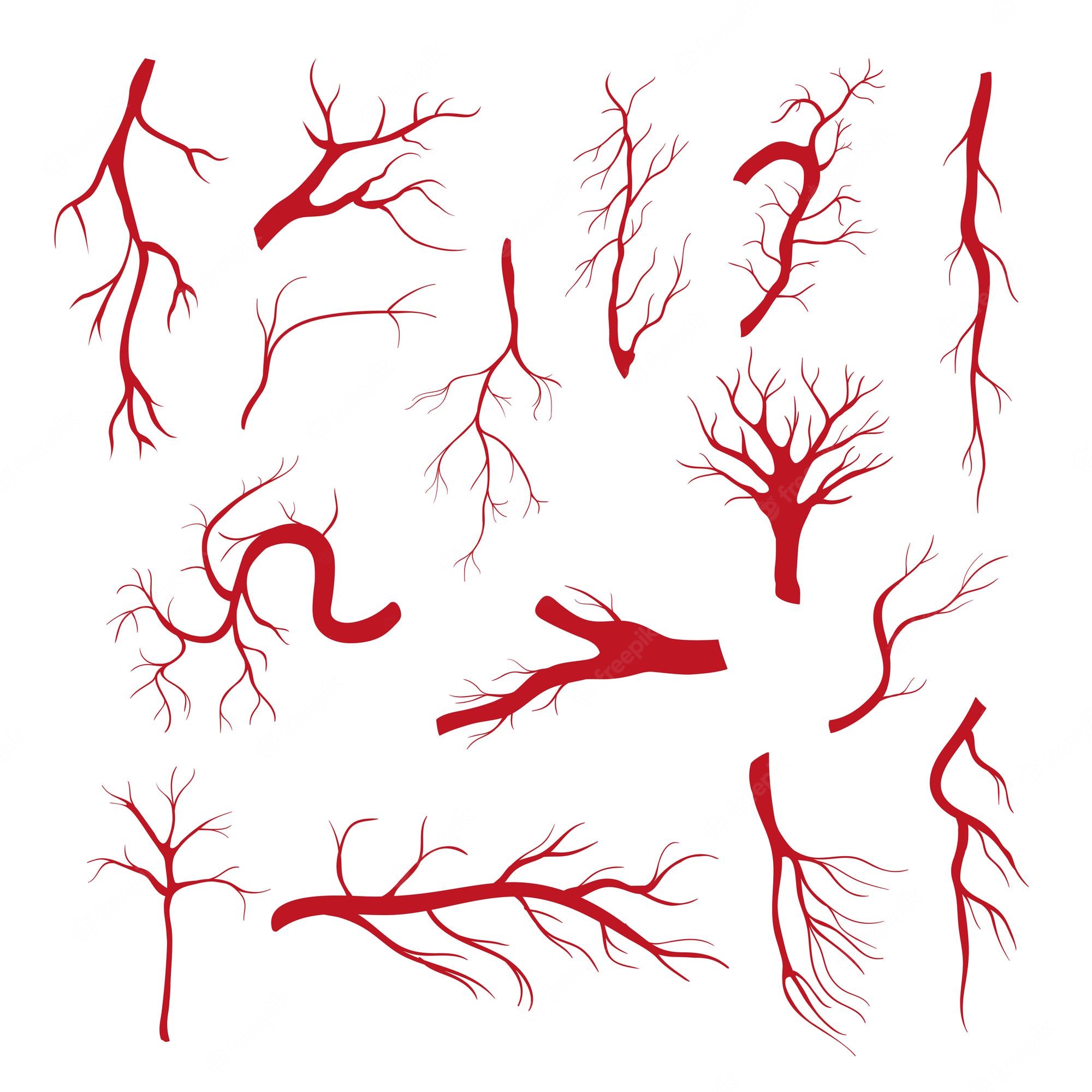 Artery And Vein Royalty Free SVG, Cliparts, Vectors, And Stock - Clip ...