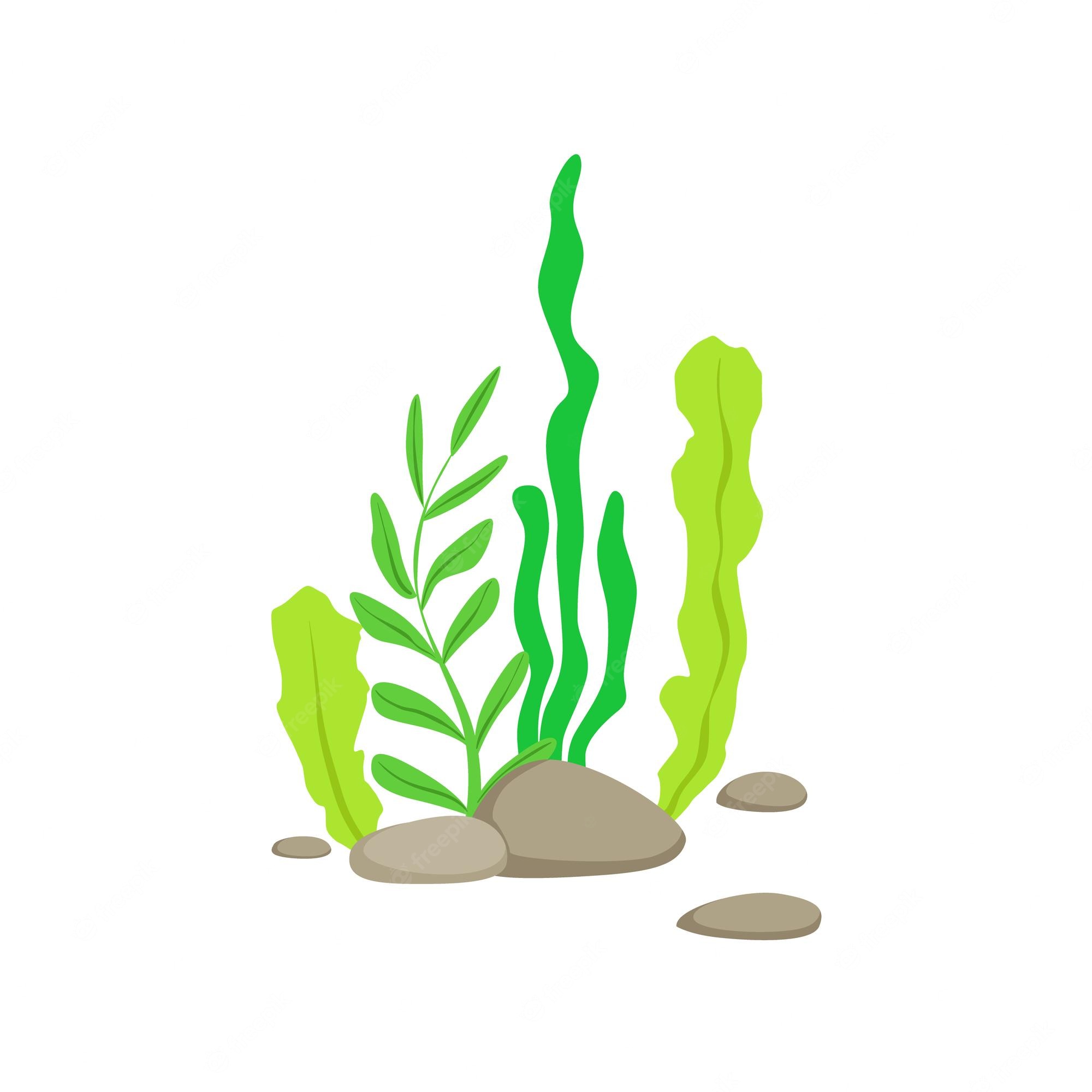 Marine green algae seaweed, plant underwater, isolated on white - Clip ...