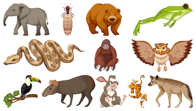 Collection of diverse animal illustrations including elephant, ant, bear, frog, snake, orangutan, owl, toucan, tapir, rabbit, tiger, and hyena.