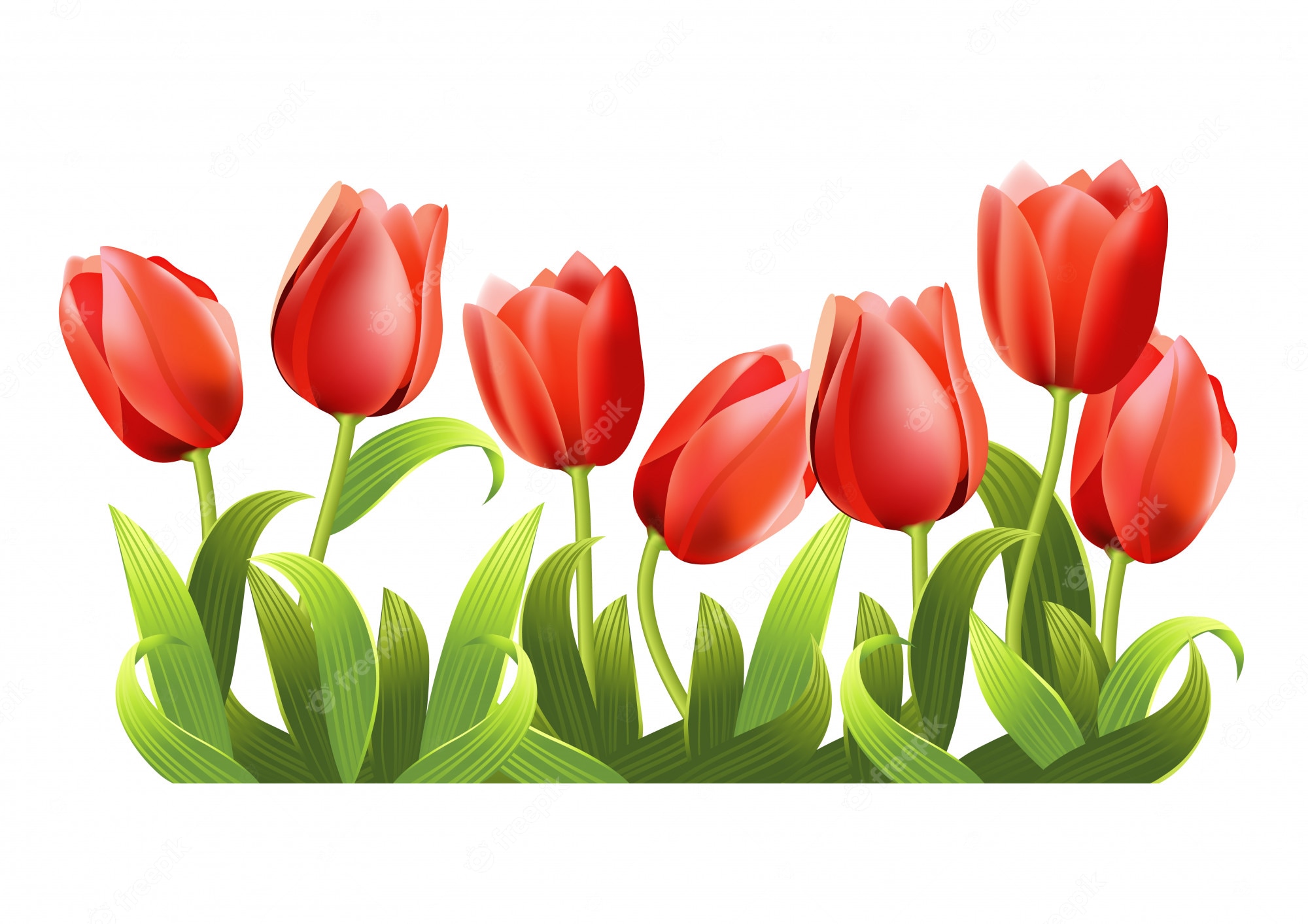 Pink Tulips Border For Your Design Royalty Free SVG, Cliparts - Clip ...